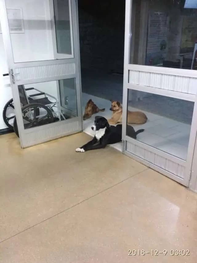 stray dogs wait for their owner