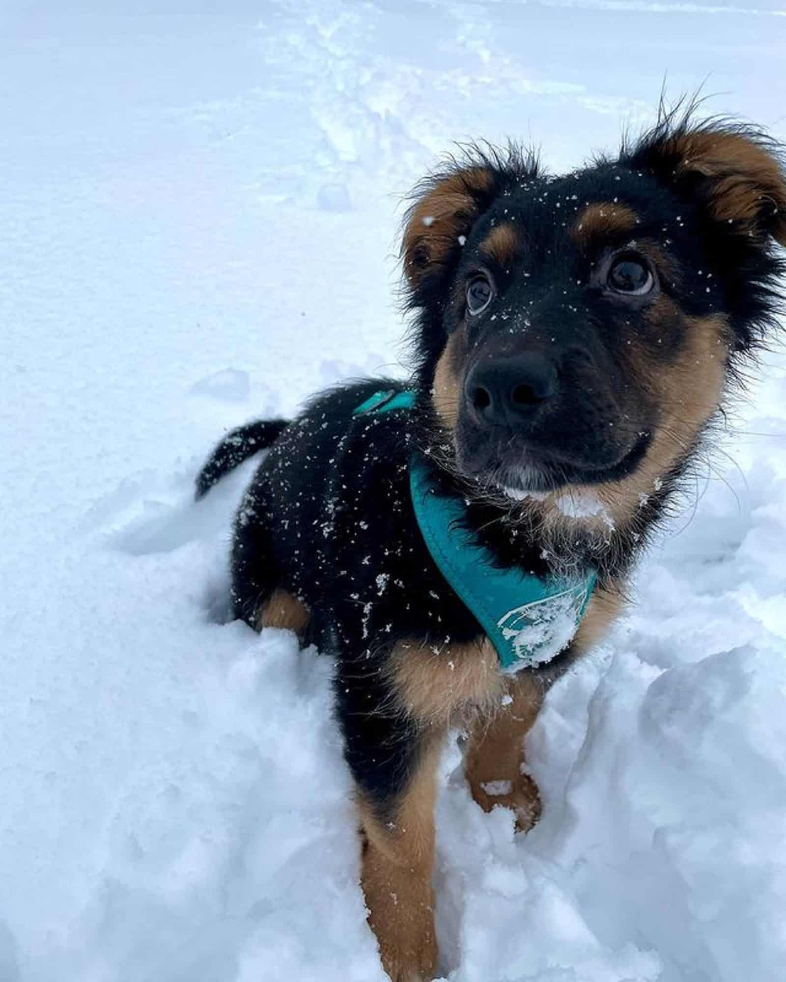 sweet german shepherd puppy sitting in the snow