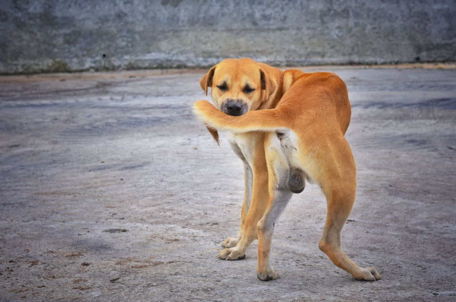 the brown dog is biting his tail outdoors