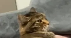 the cat looks around