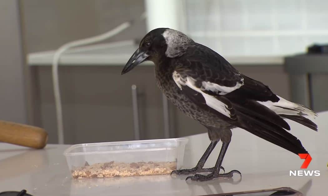 the crow is standing on the table