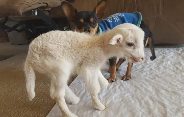 the dog and the lamb go in circles around each other