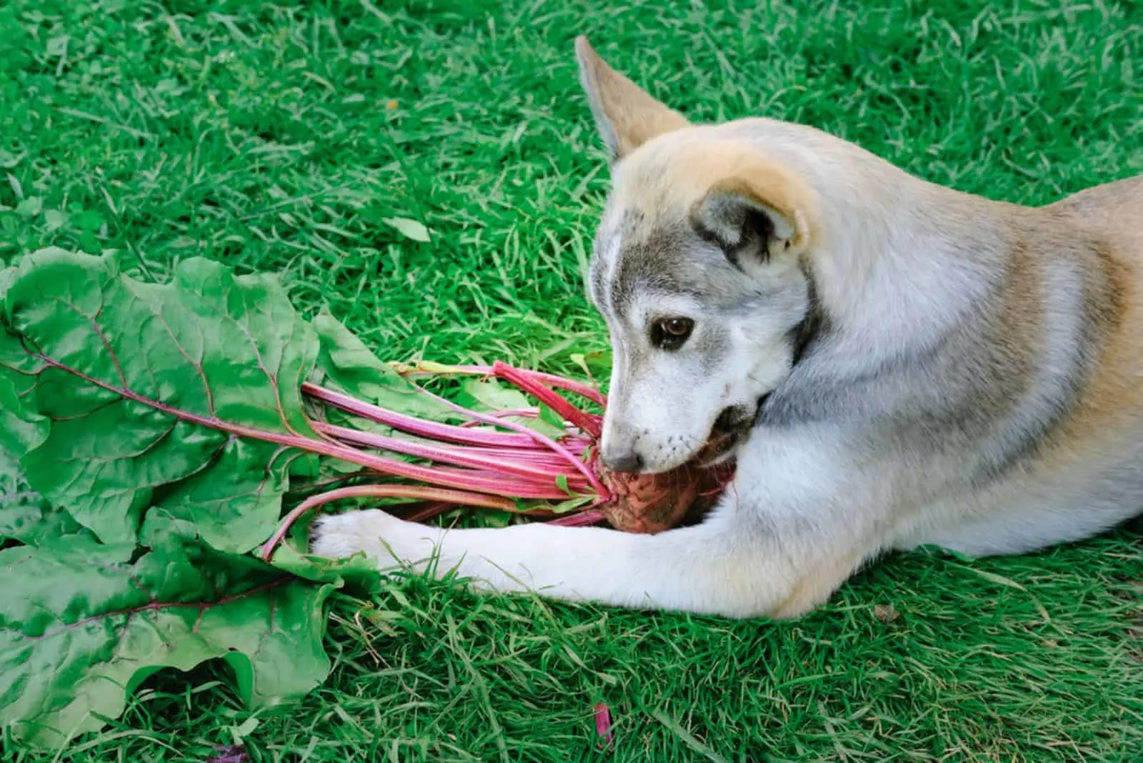the dog eats beets