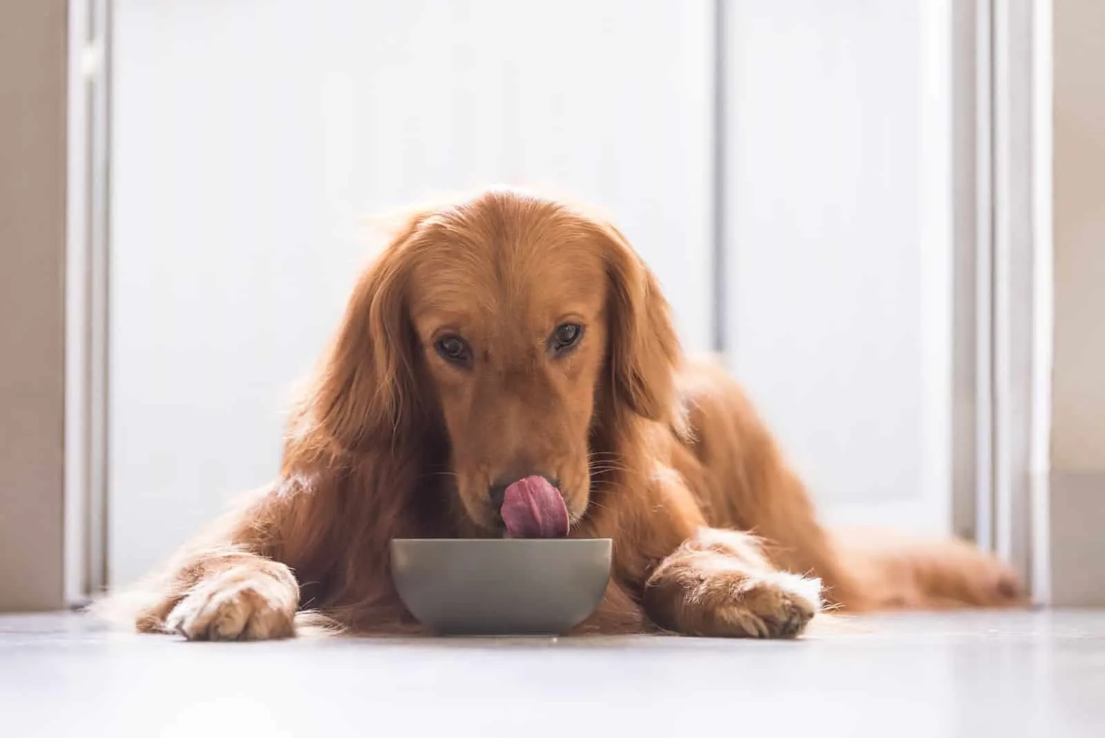 the dog licks itself while sitting in front of the bowl