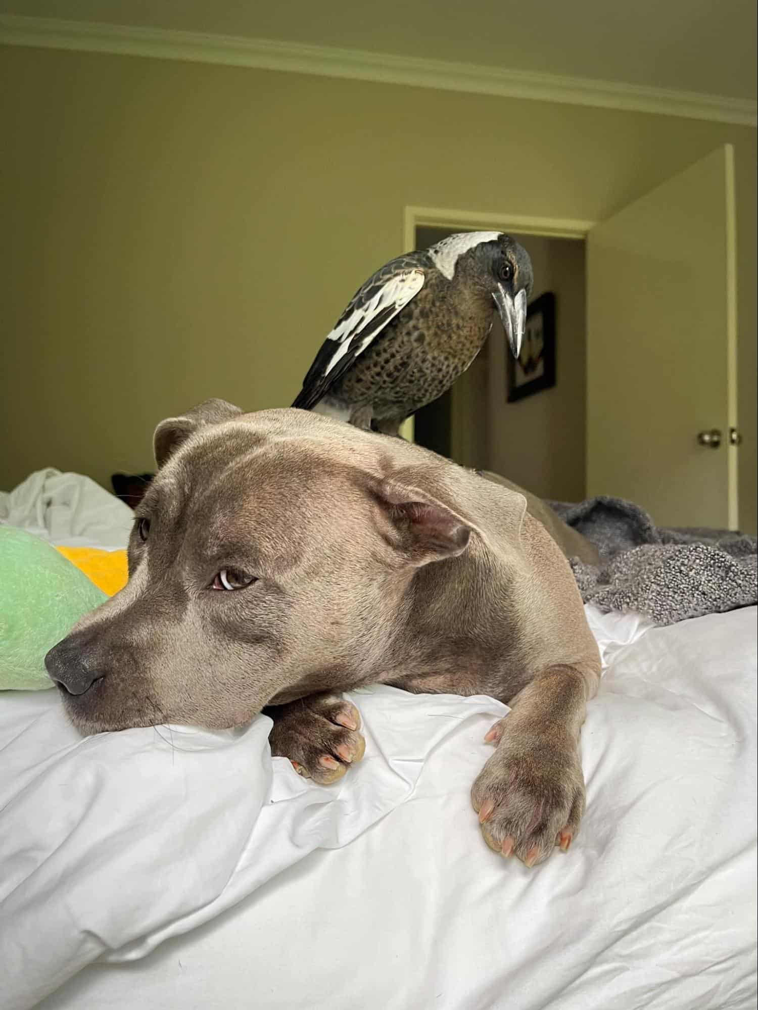 the dog lies down while the crow stands on his back