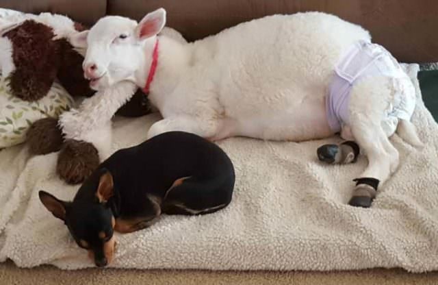 the dog lies next to the sick lamb