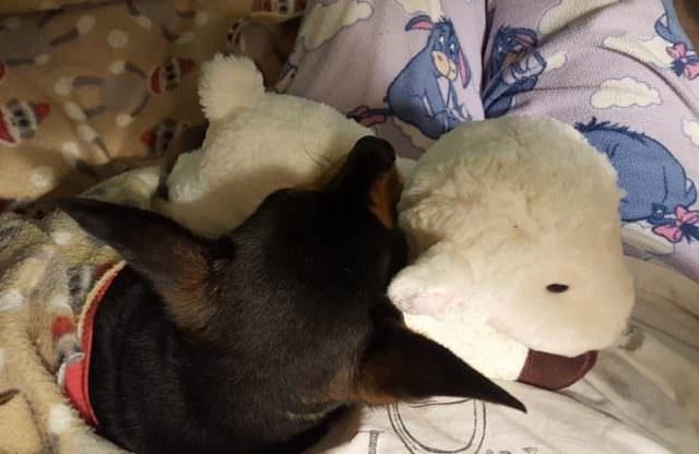the dog rested his head on the lamb