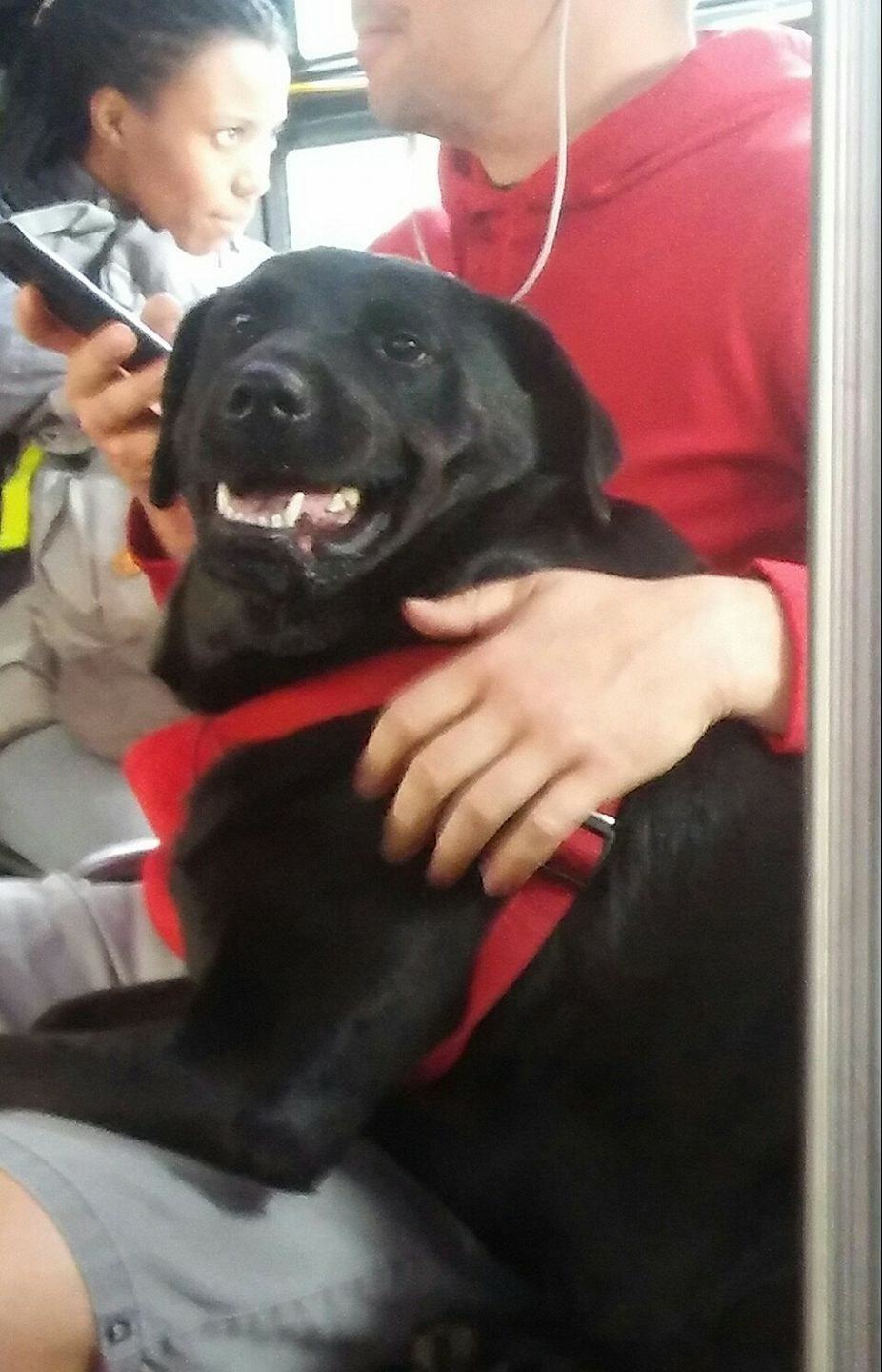 the dog sits next to the man while riding the bus