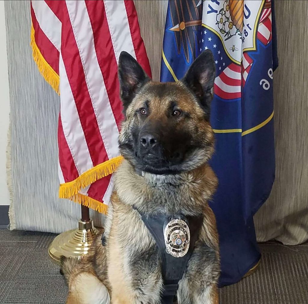 the police dog sits and looks ahead