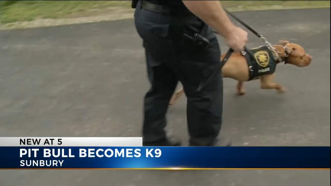 the policeman leads the dog on a leash