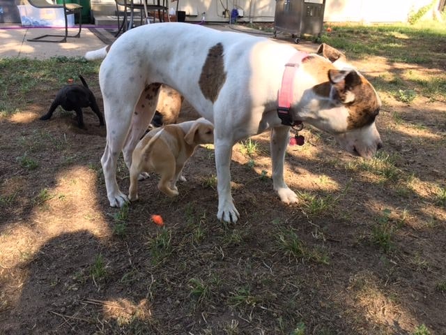 the puppy is nursing a large dog