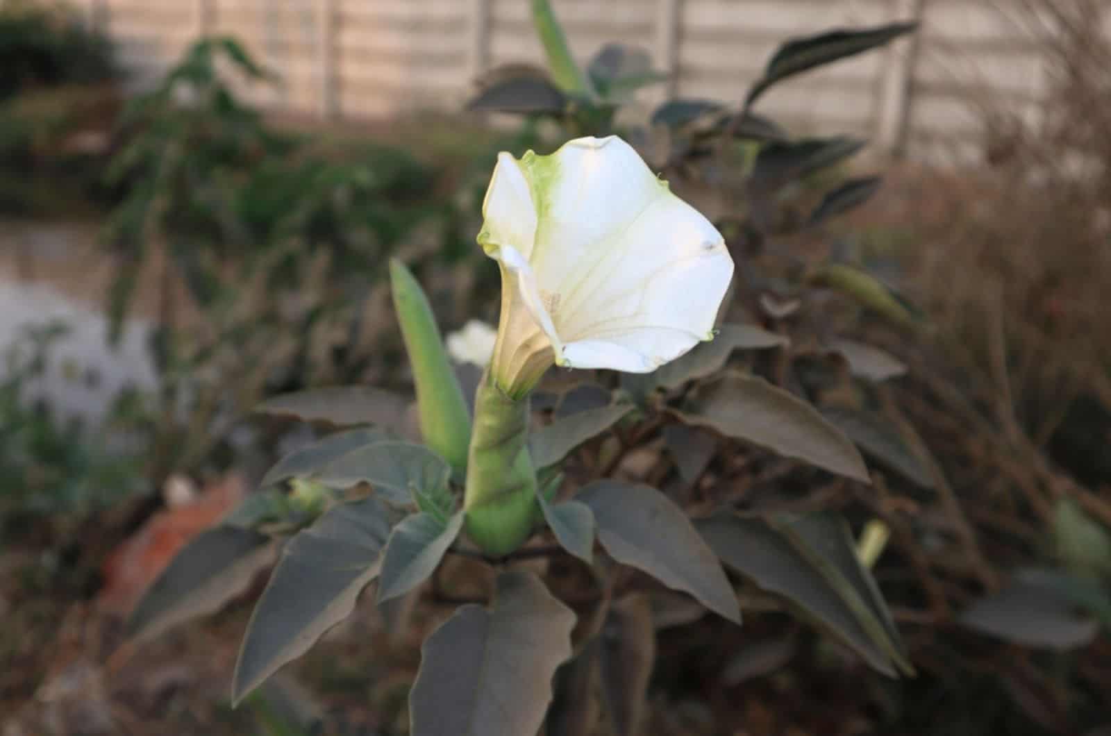 thorn apple plant in garden