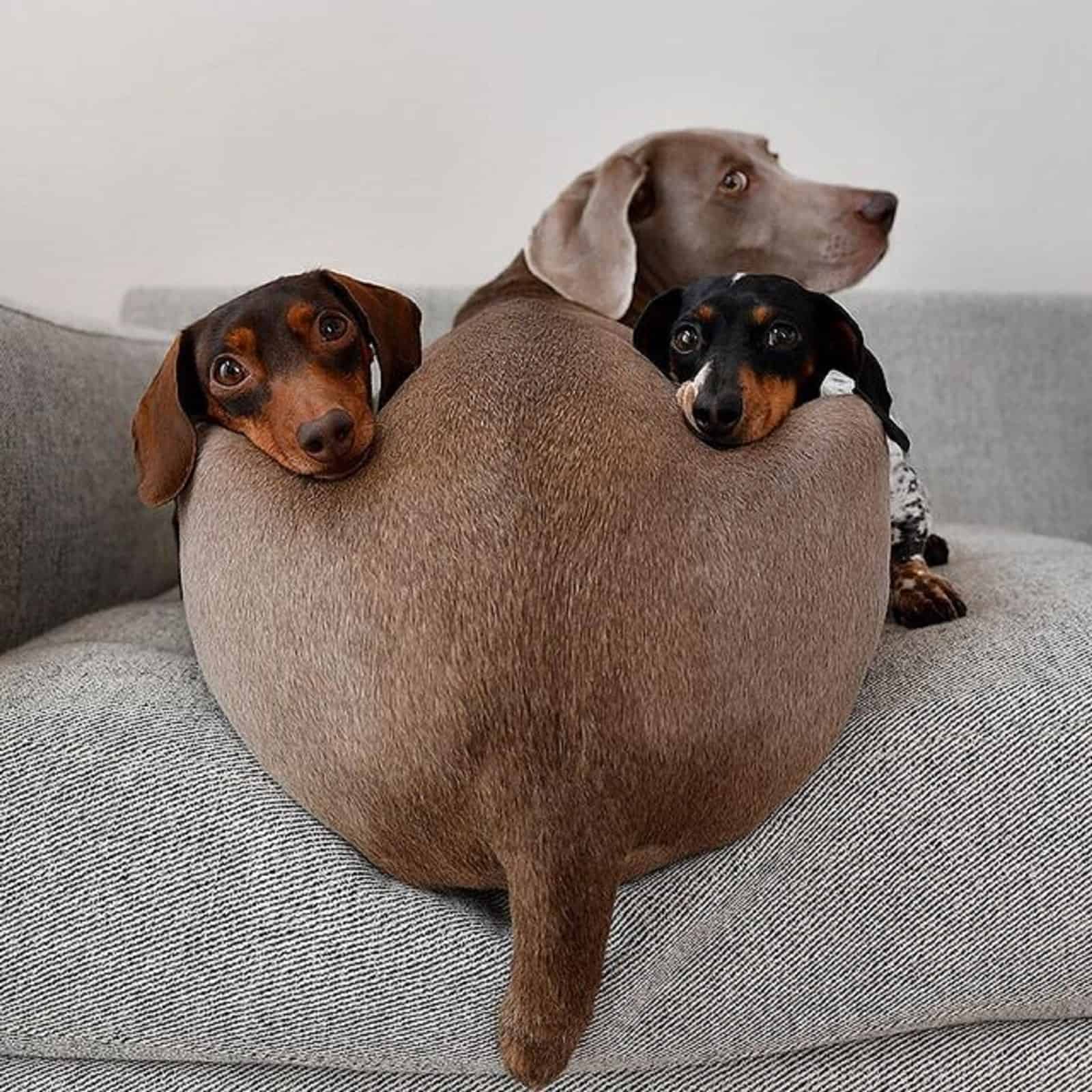 three cute dogs on the couch