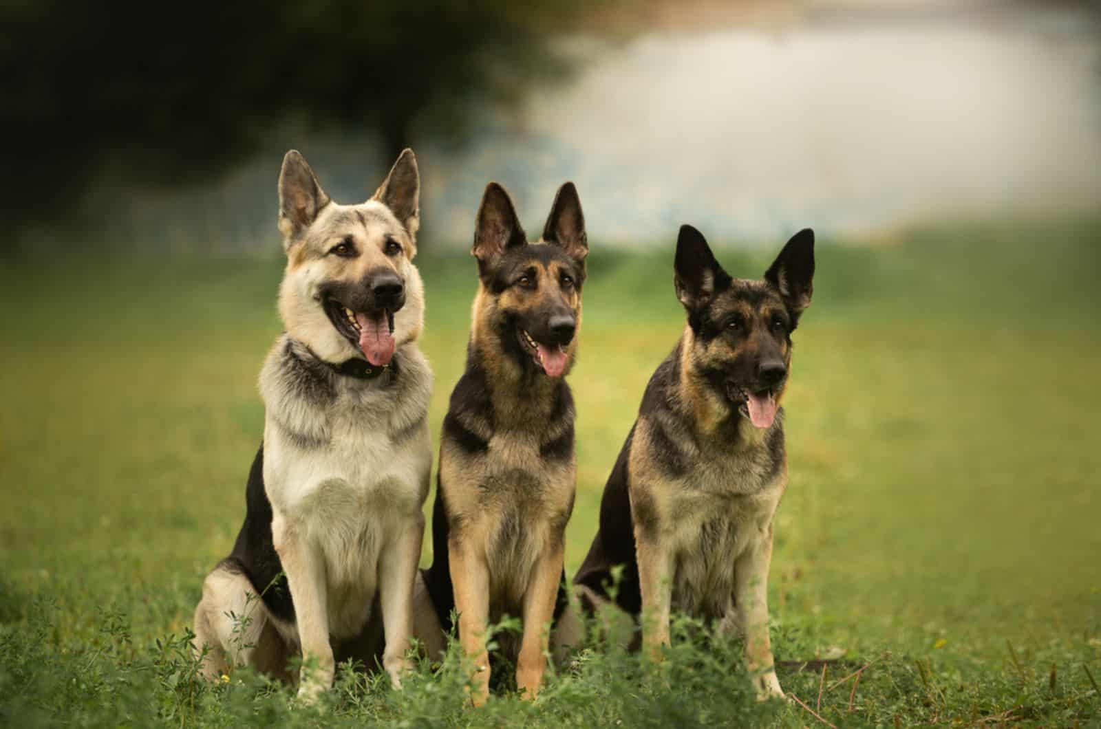 three german shepherd dogs sitting on the grass