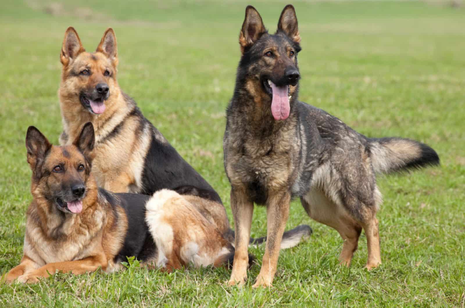three german shepherd dogs playing together