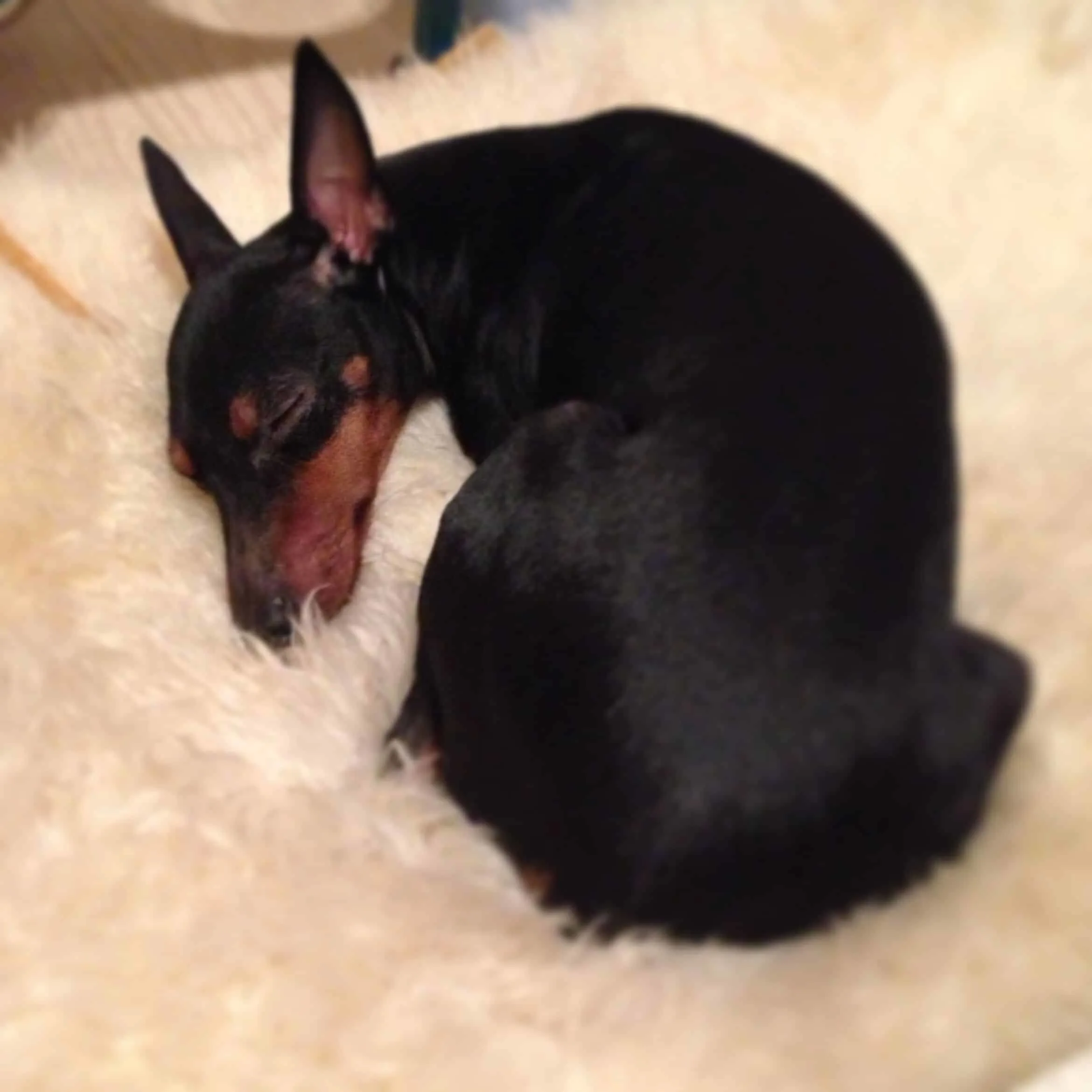 toy manchester terrier that looks like a cat