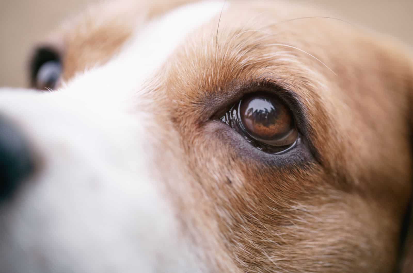 tricolor beagle dog with watery eyes