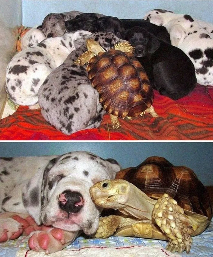 turtle sleeping with dogs