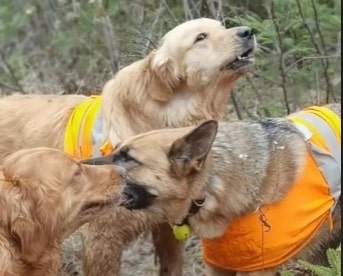 two German shepherds pull on the rope while one howls