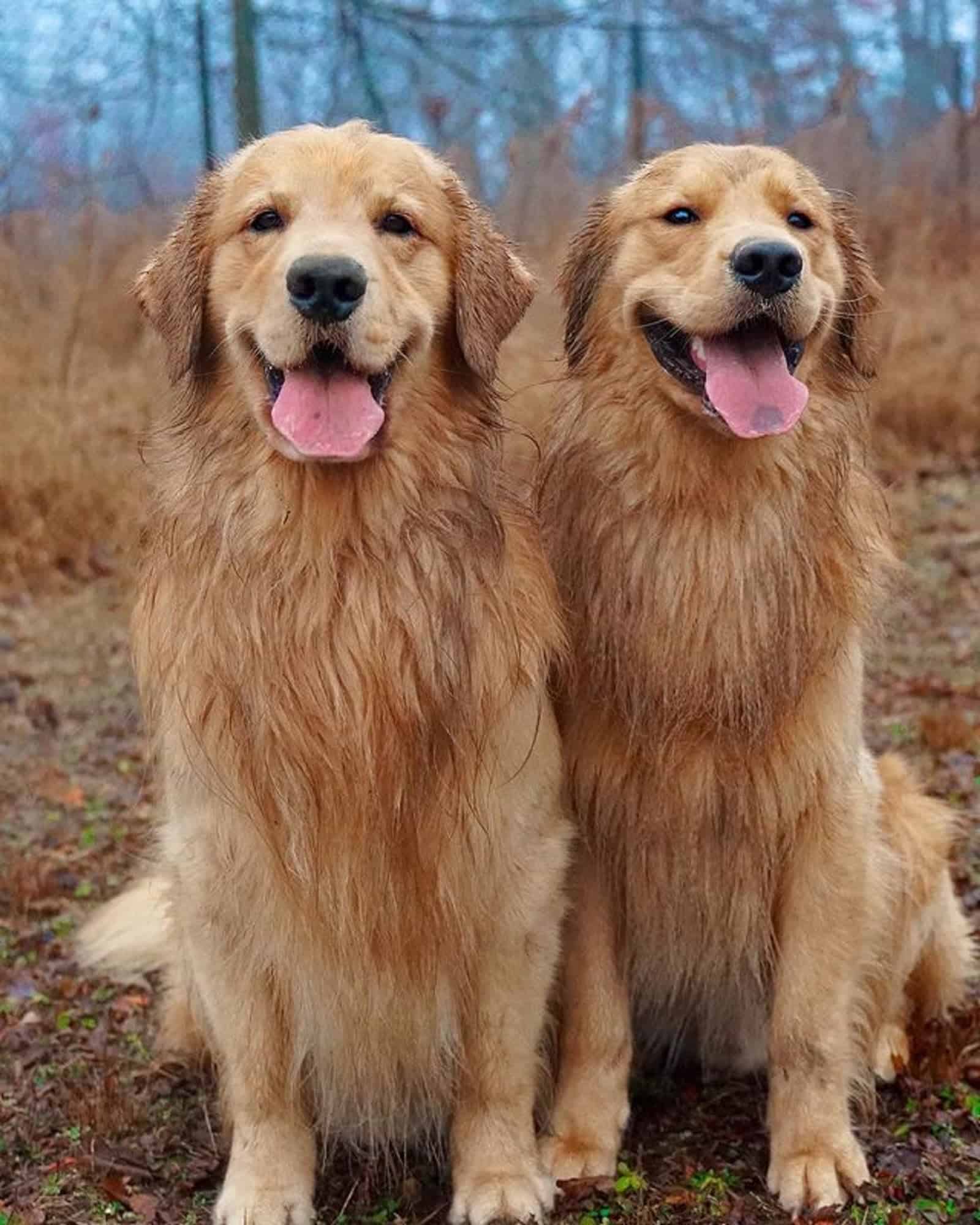 two adorable golden retrievers sitting on the ground