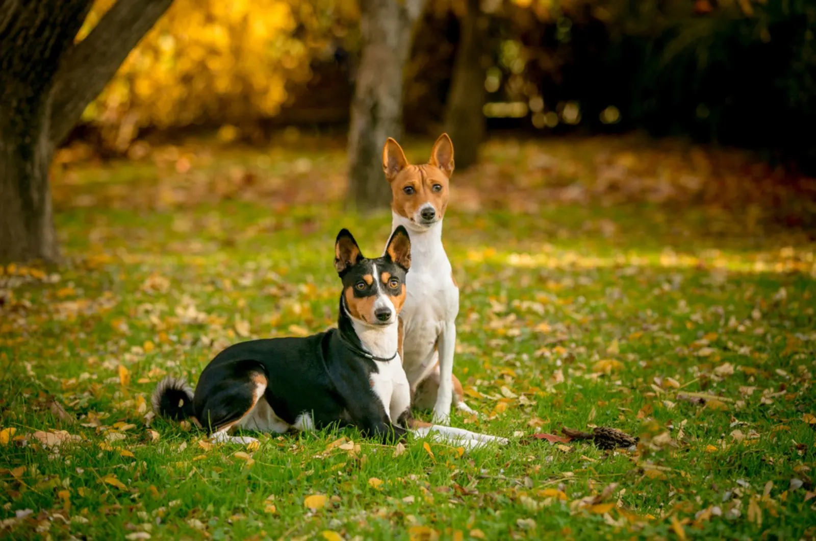 two basenji dogs sitting in the park