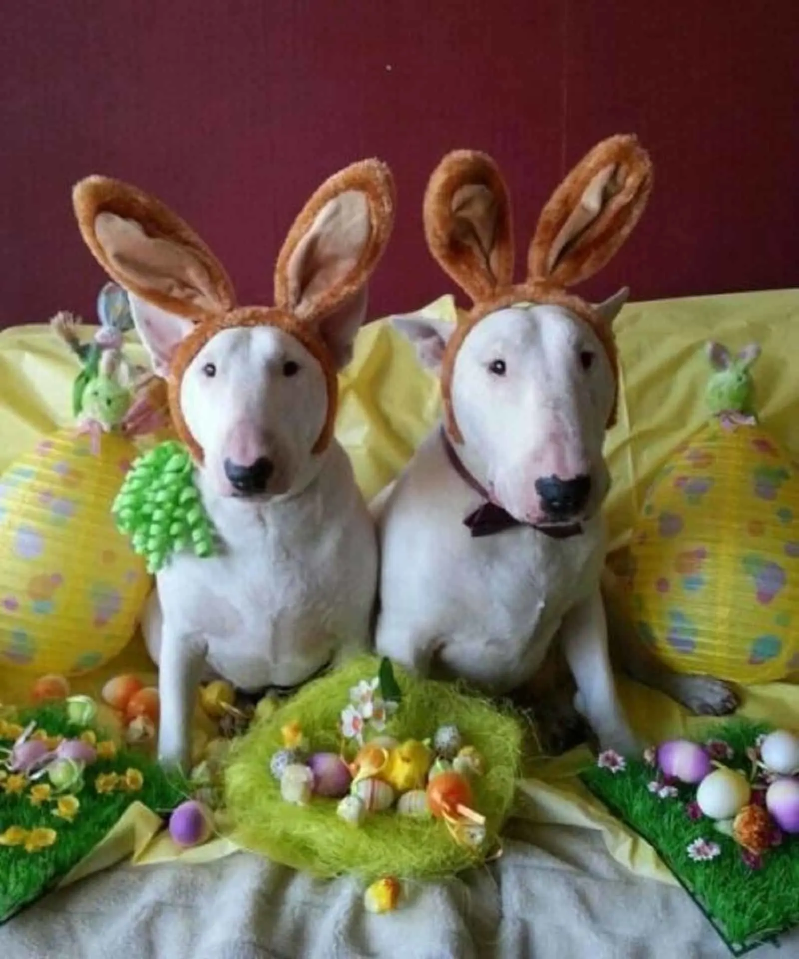 two bull terriers wearing bunny ears celebrating easter