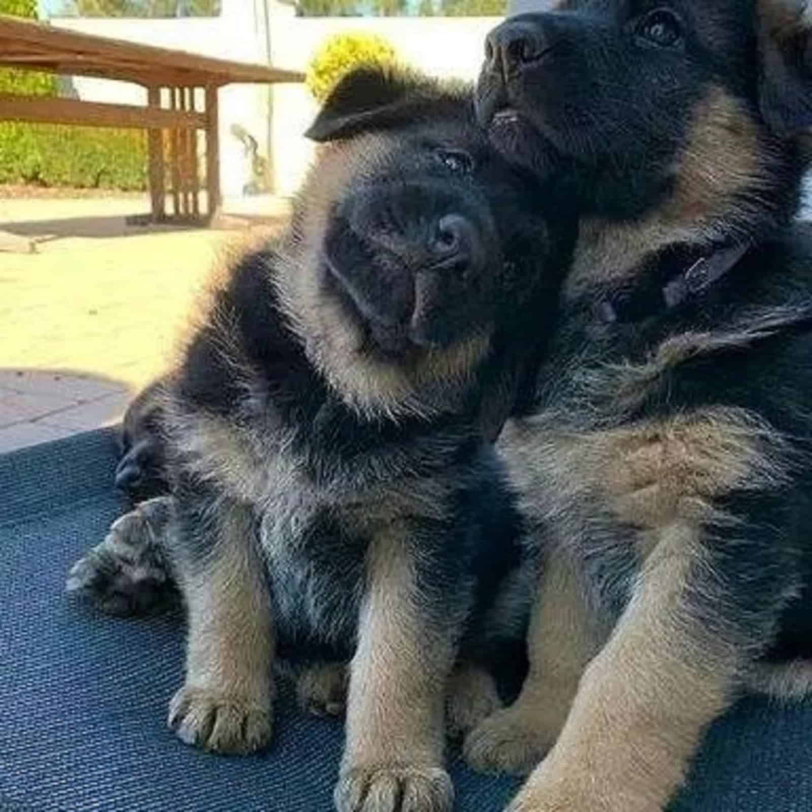 two cute german shepherd puppies sitting together
