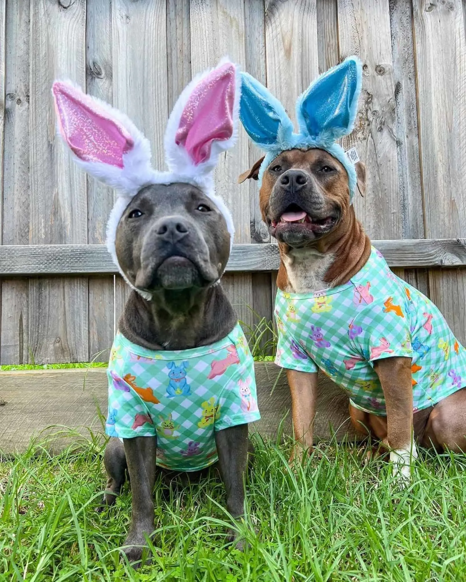two dogs as easter bunnies in the yard