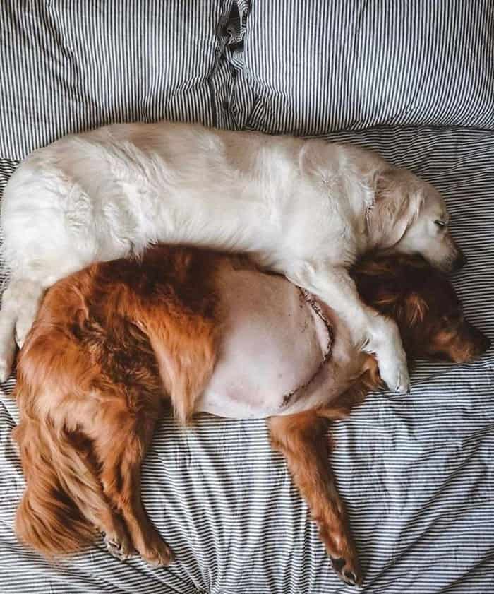 two dogs cuddling while sleeping on bed