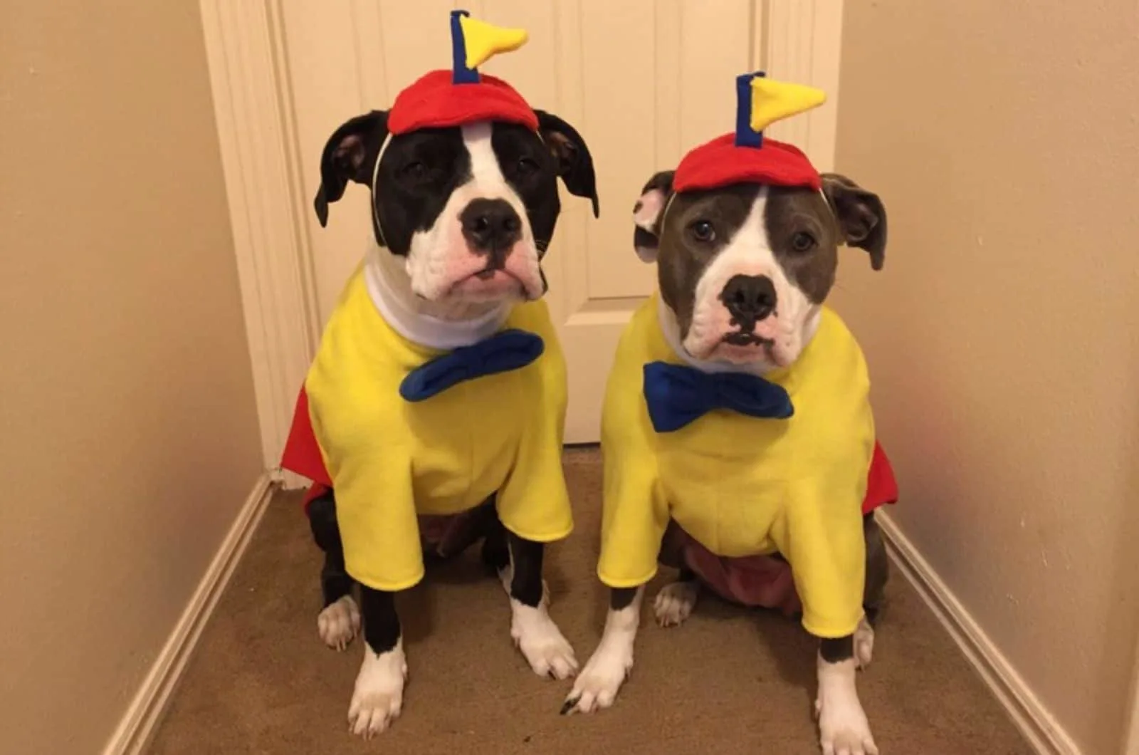 two dogs wearing Tweedle Dum costume sitting indoors