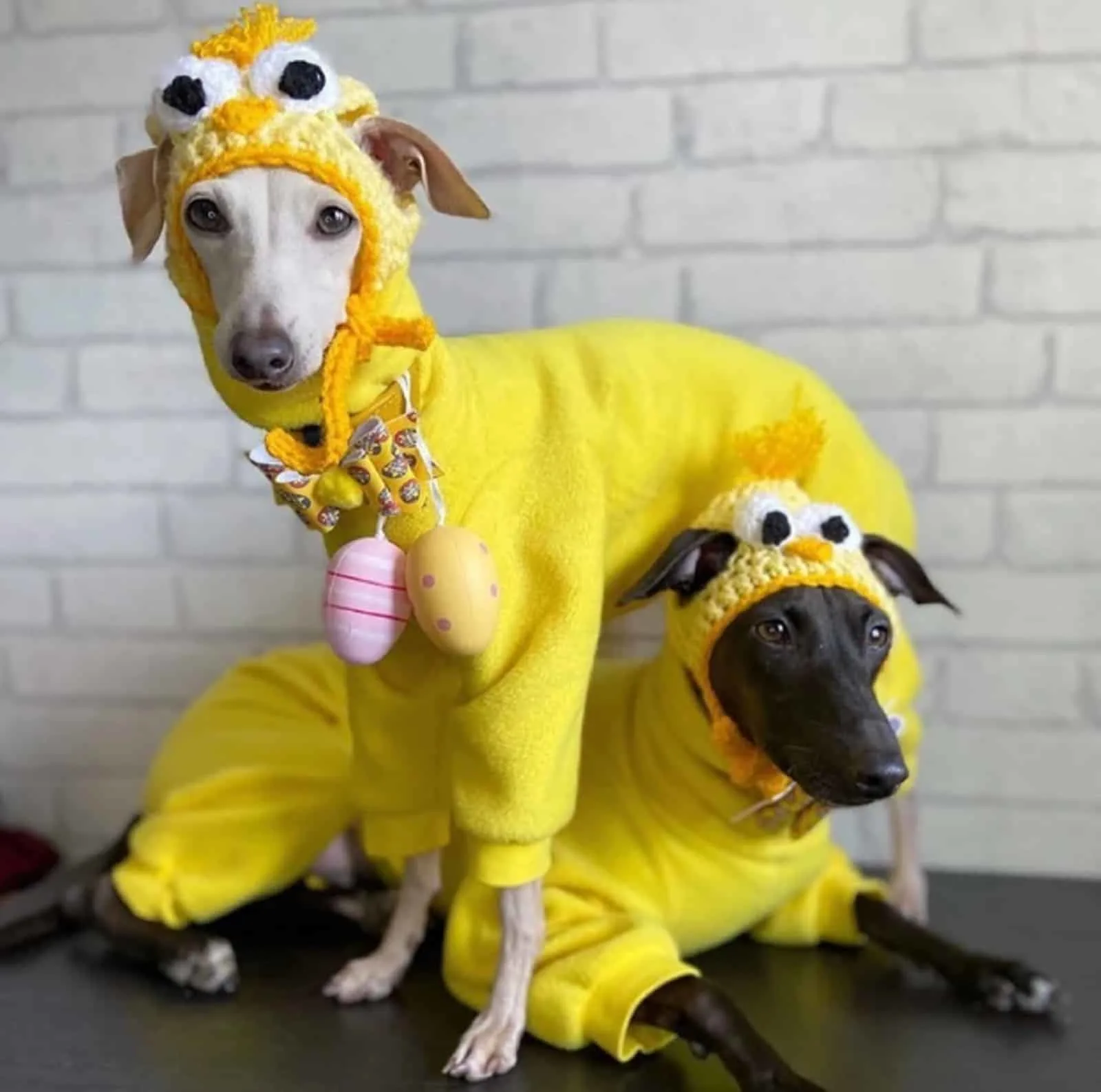 two dogs wearing chicken costume for easter