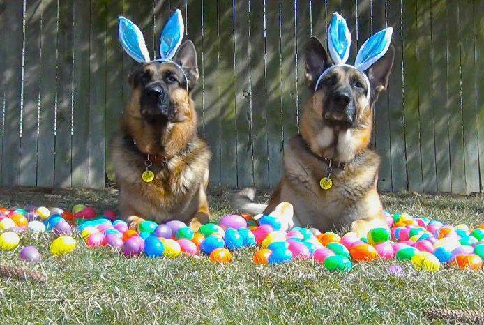 two easter GSDs collecting easter eggs
