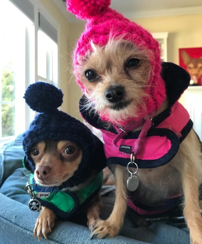 two fashionable dogs