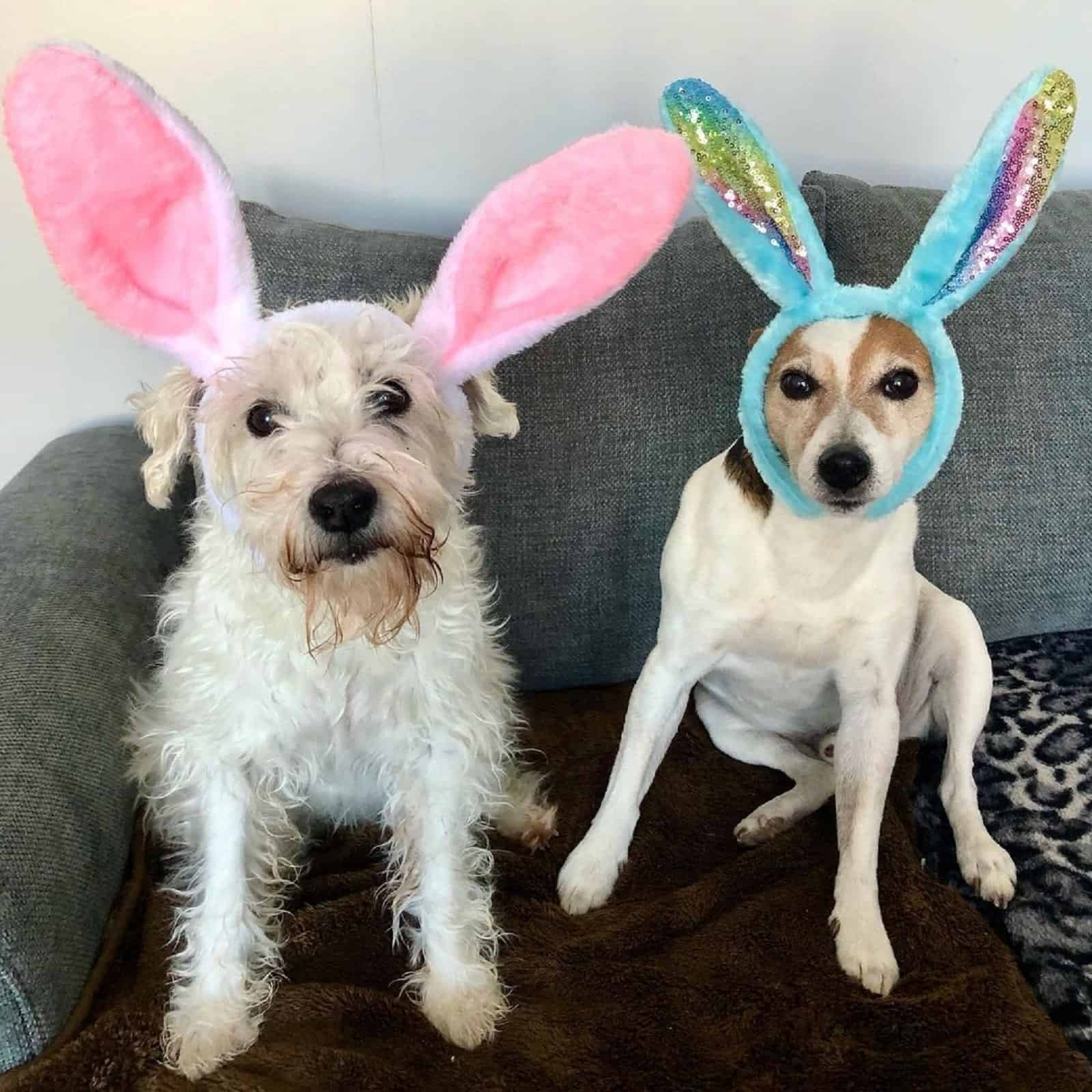 two funny dogs with bunny ears sitting on the couch