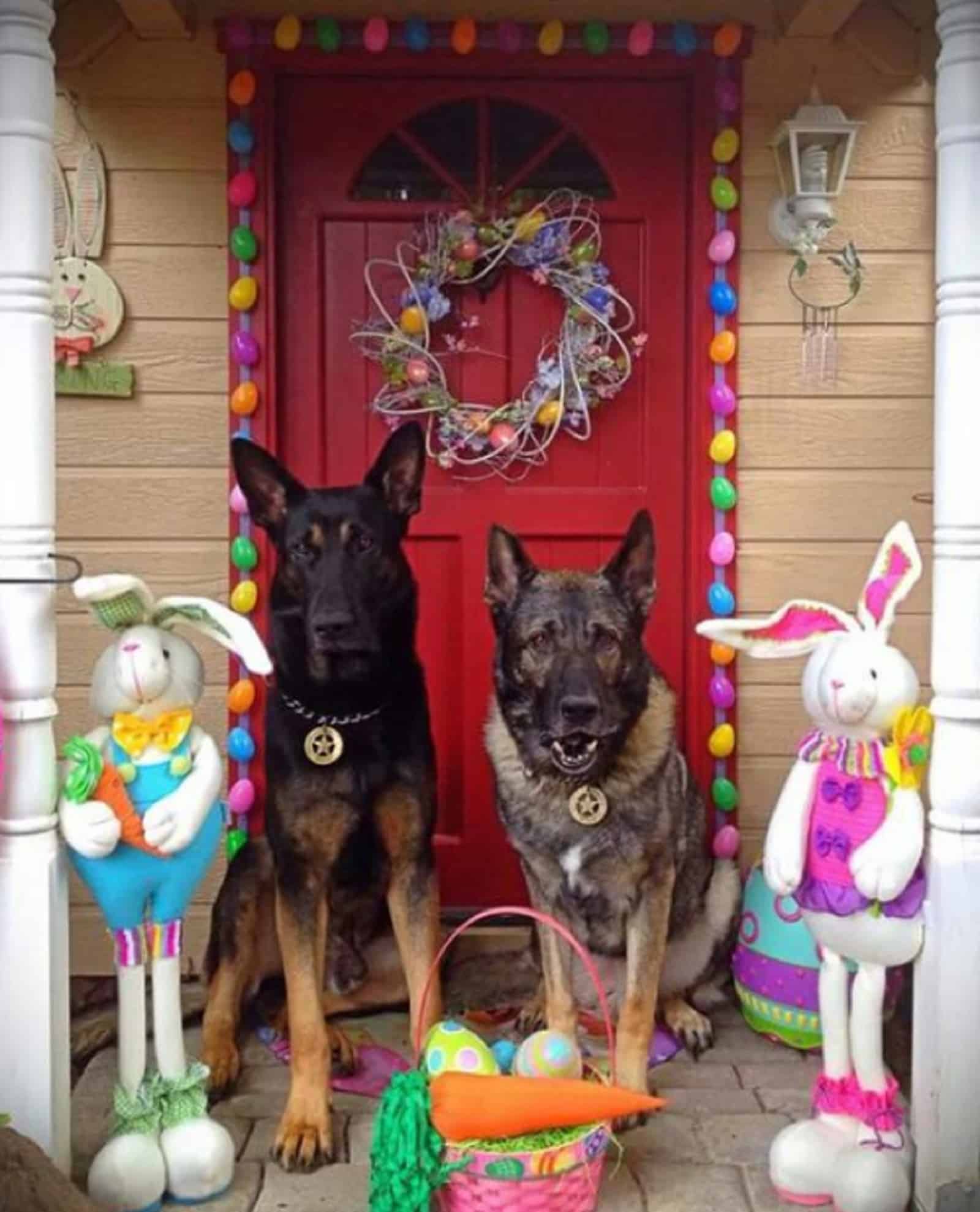 two german shepherd dogs celebrating easter