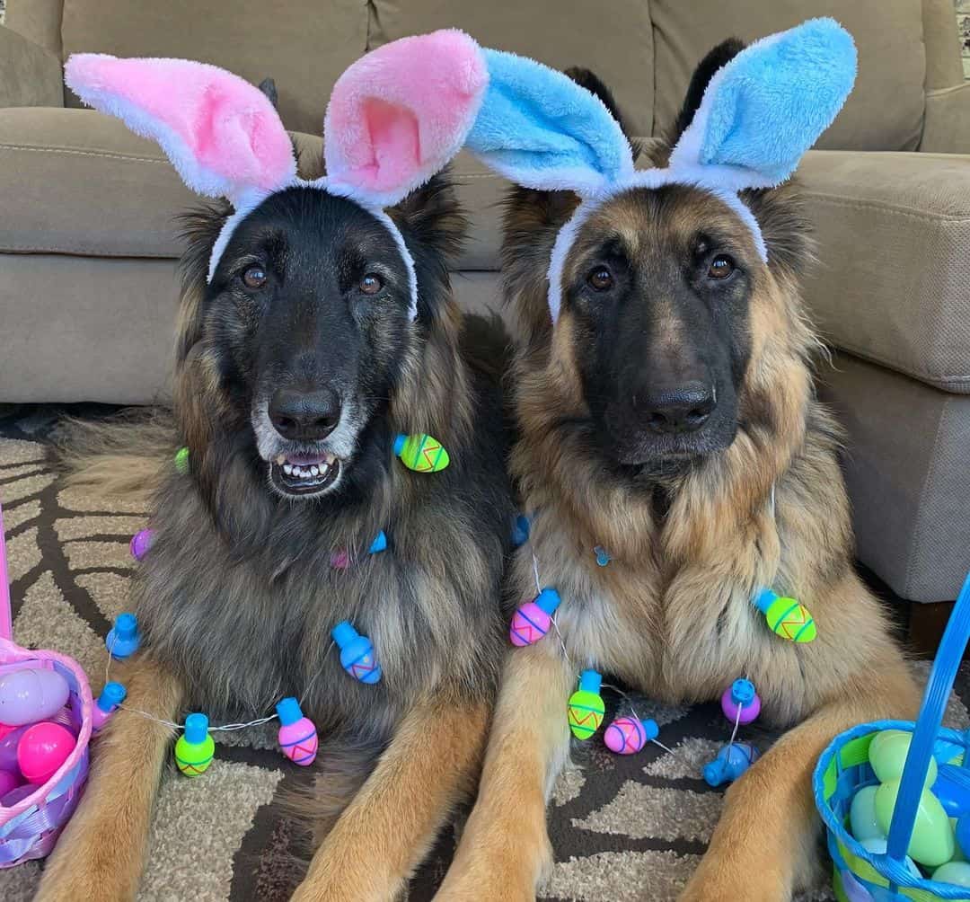 two german shepherd wearing bunny ears