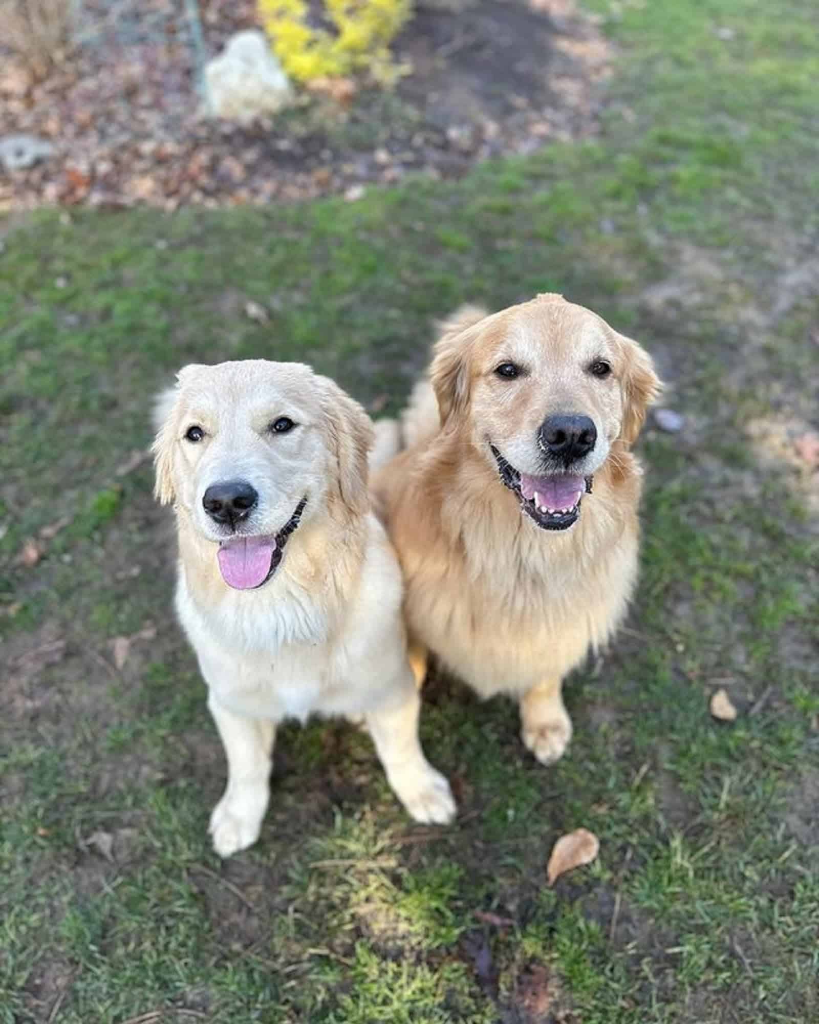 two golden retrievers sitting on the grass