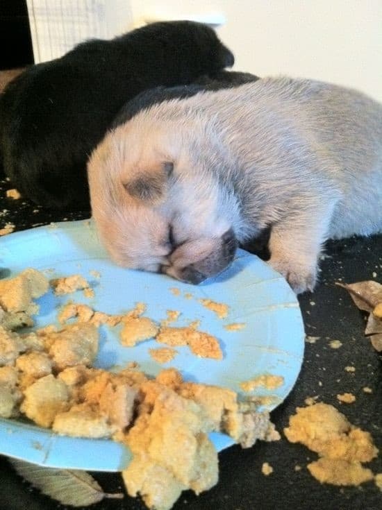 two puppies fall asleep after eating