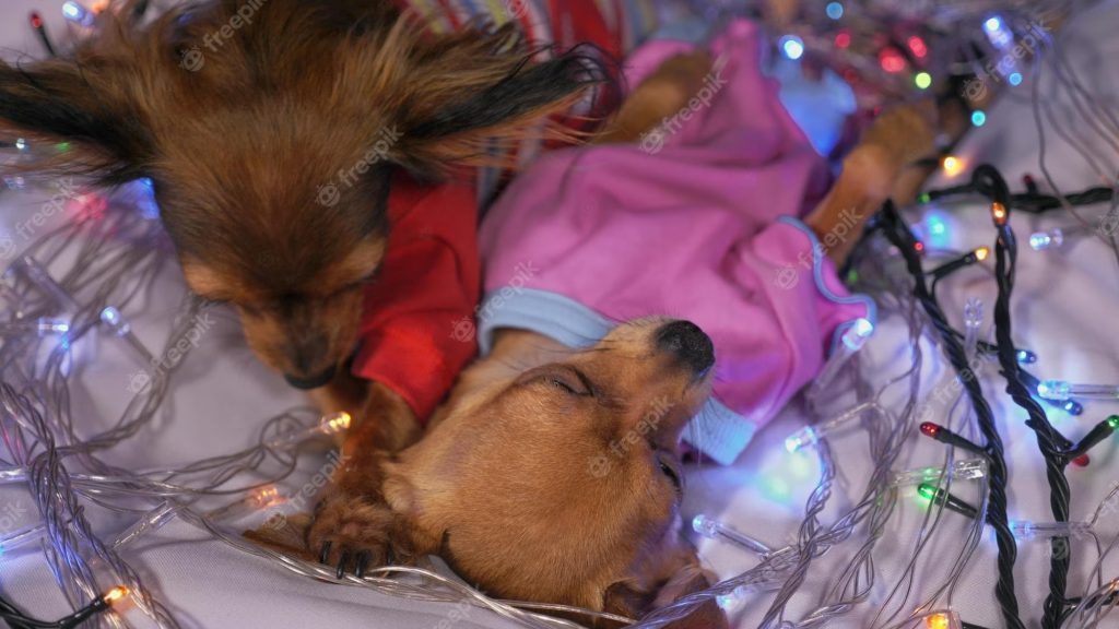 two small dogs sleeping