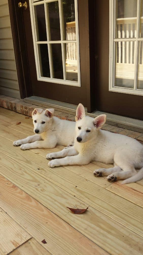 two white german shepherd puppies