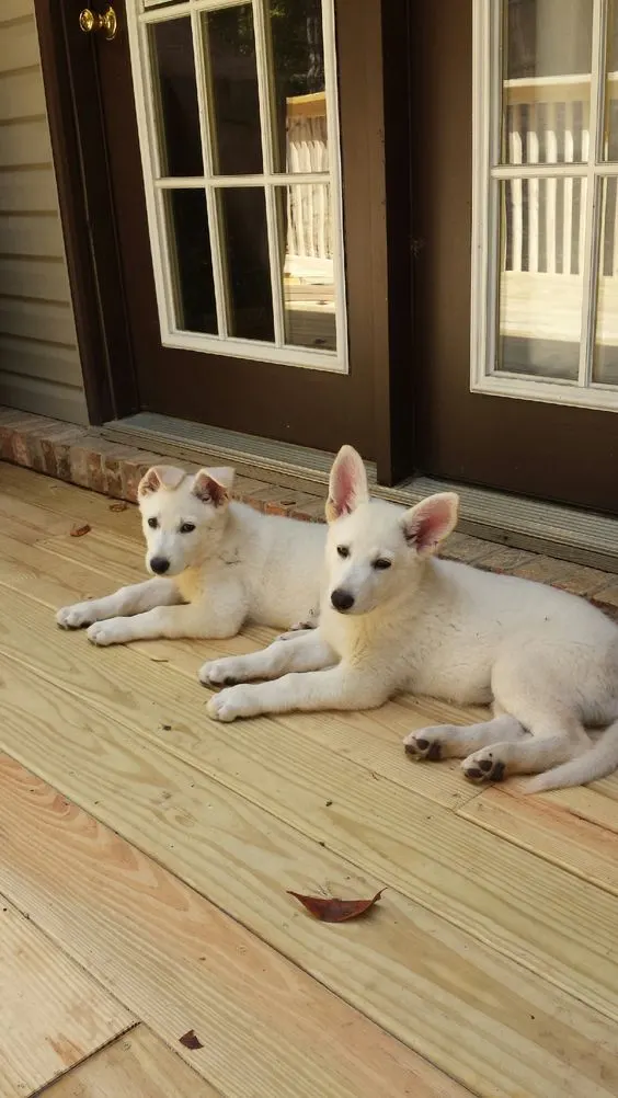 two white german shepherd puppies