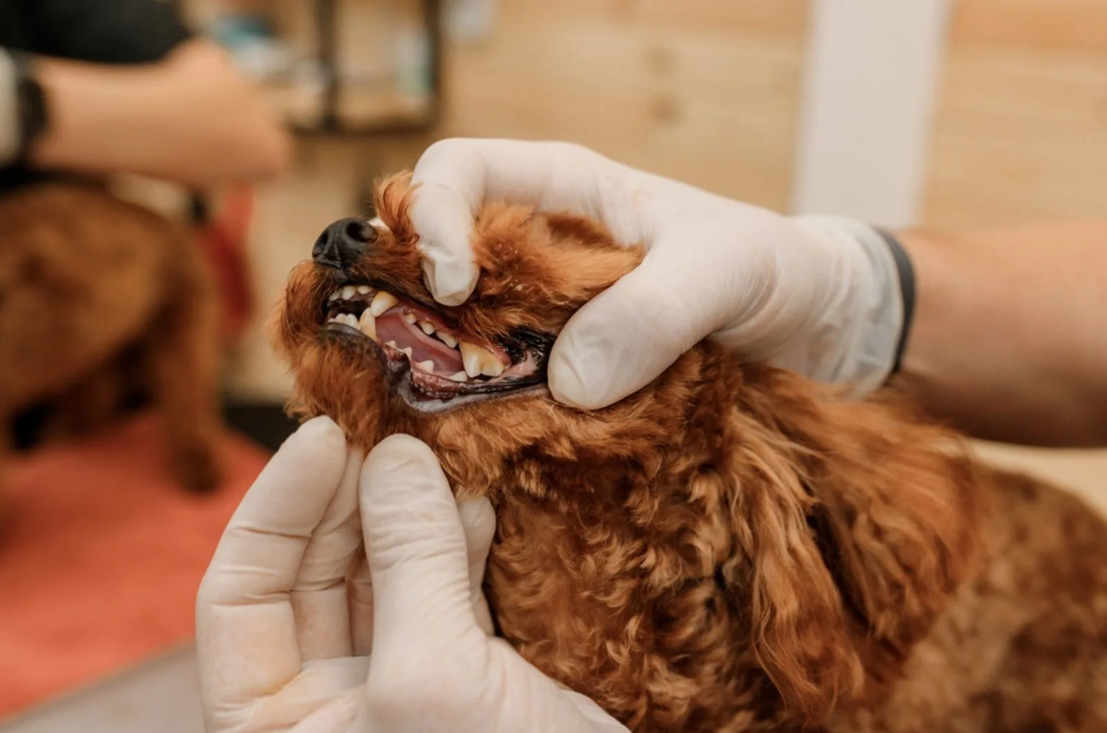 vet checking teeth of dog at clinic