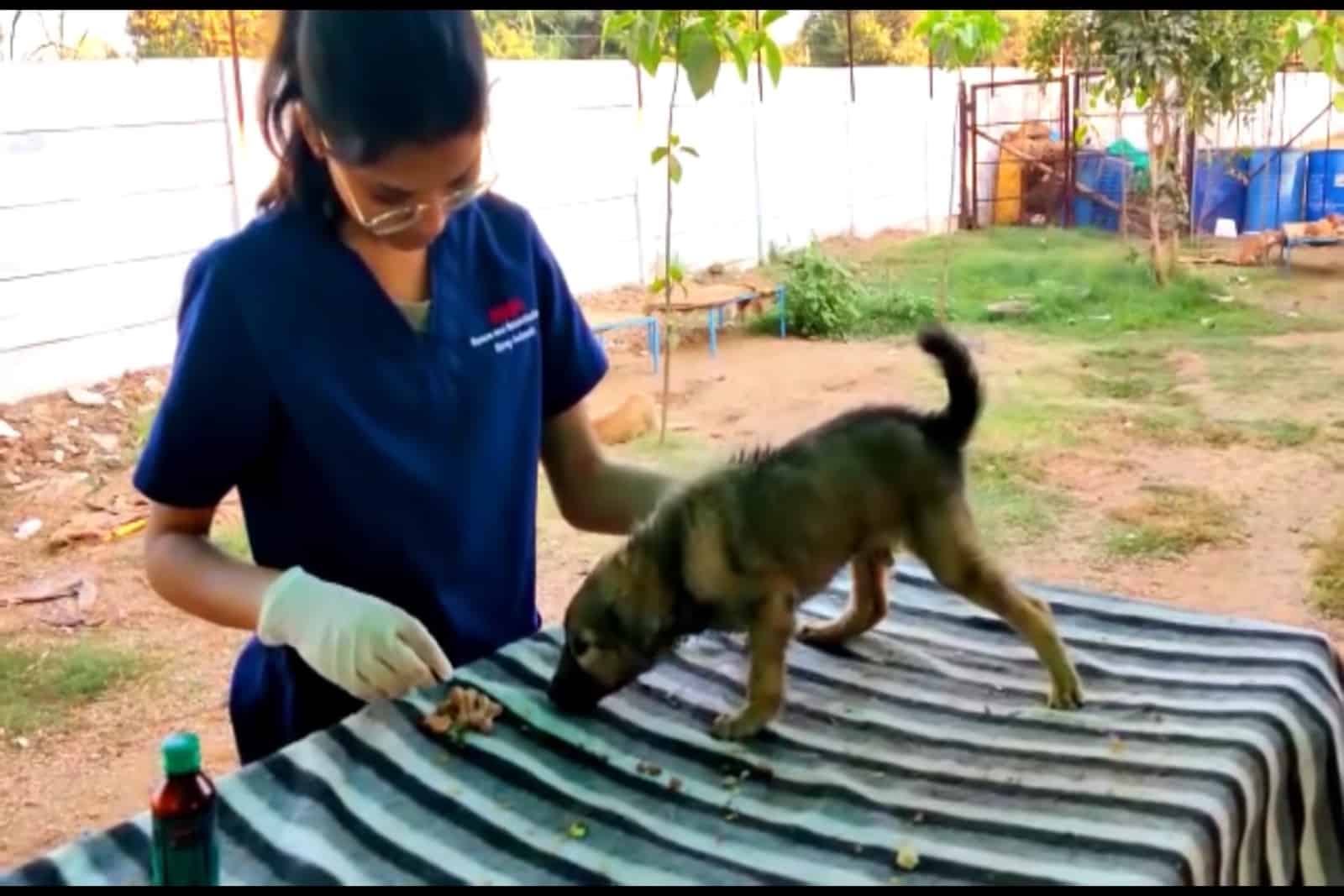 vet helping a rescued dog