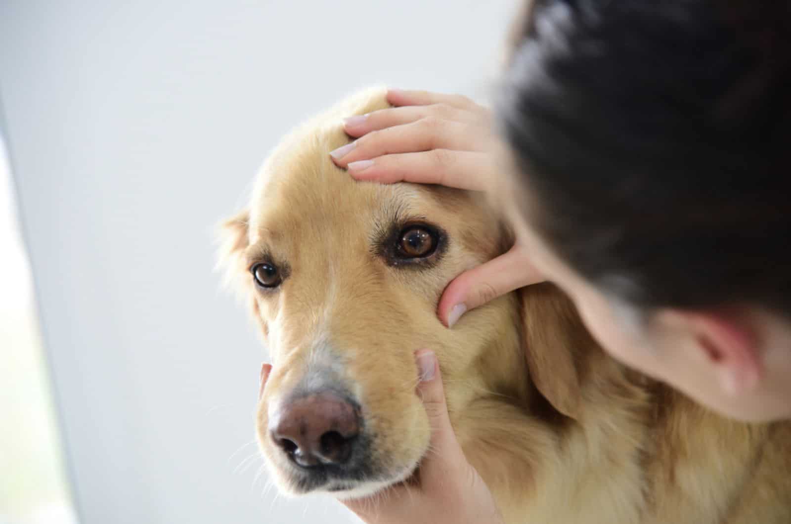 veterinarian checking dog's eye at clinic