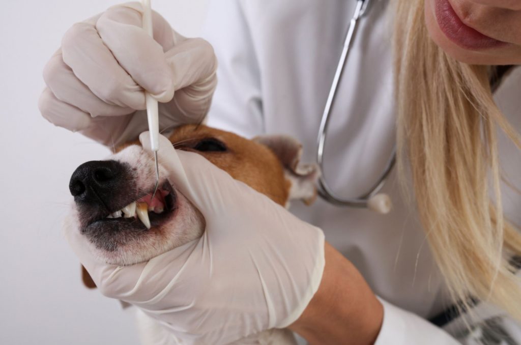 veterinarian doctor checks teeth and gums to a dog at clinic