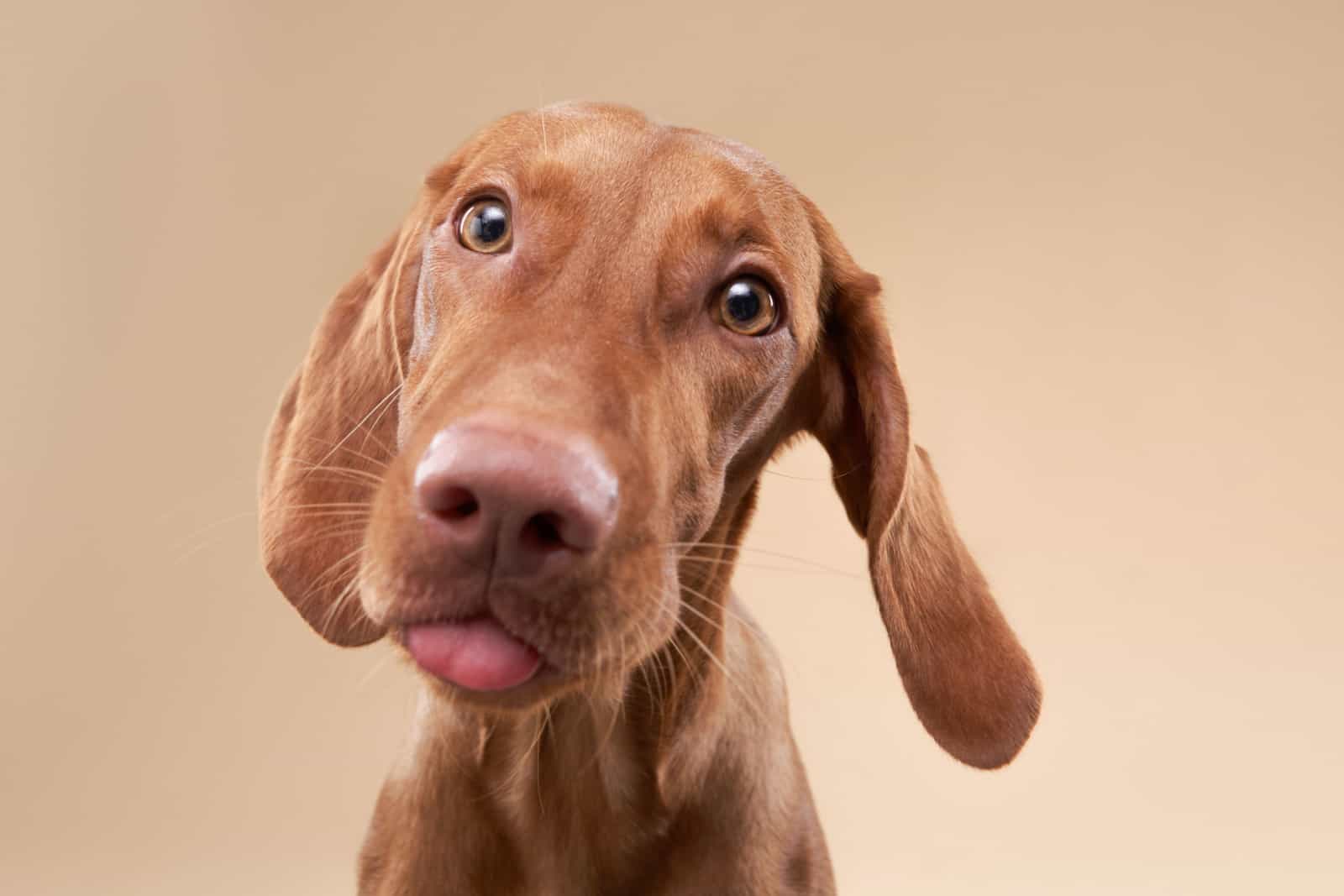 vizsla dog licking air