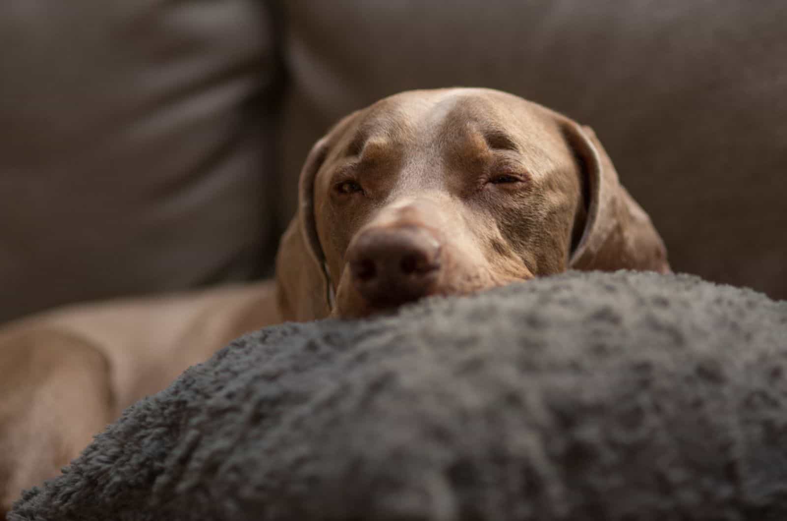 weimaraner dog lays his head on a pillow while sleeping