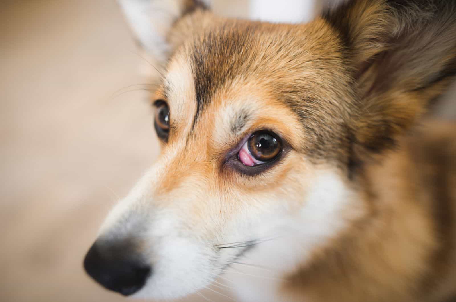 welsh corgi pembroke dog with cherry eye in right eye
