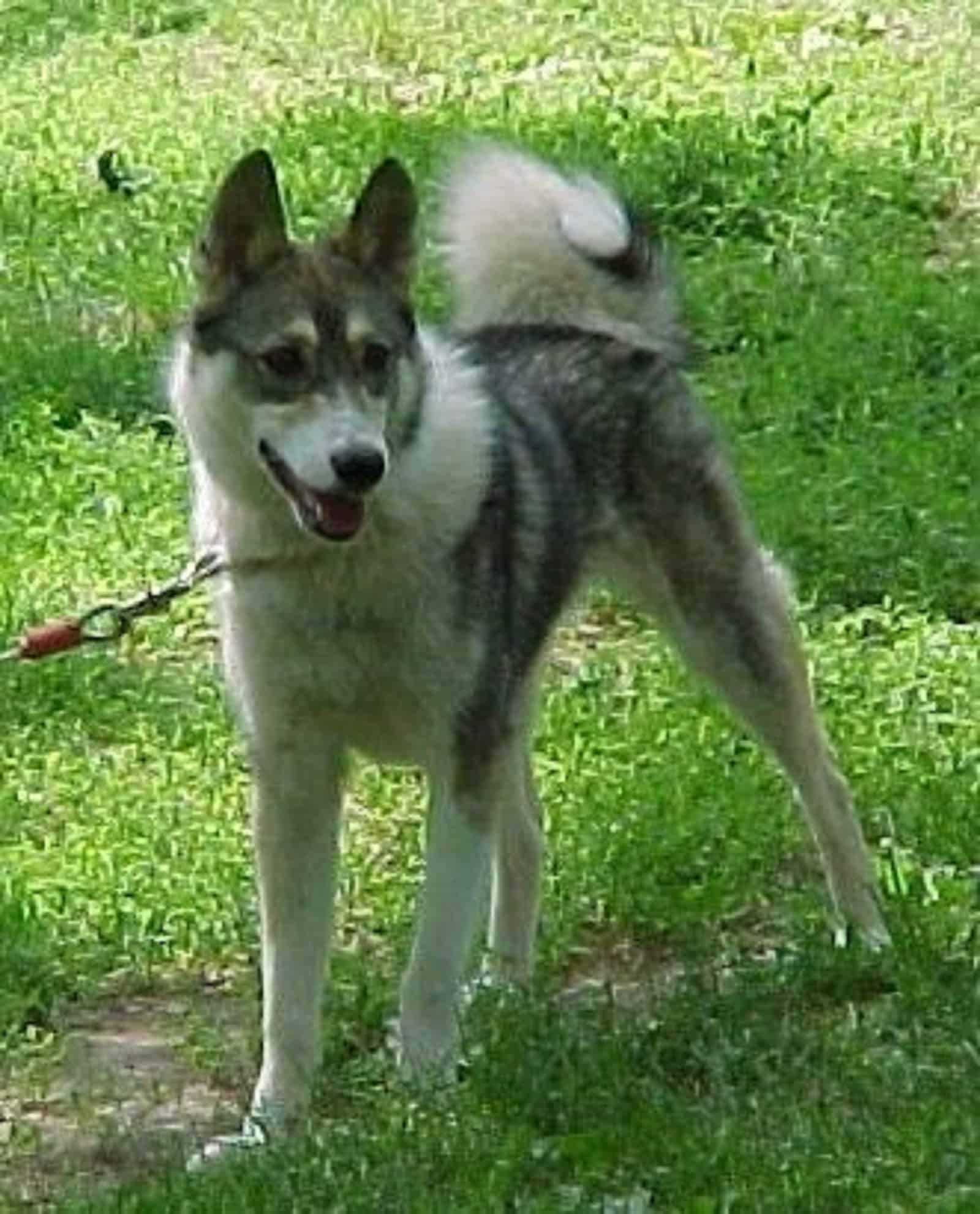 west siberian laika in the yard