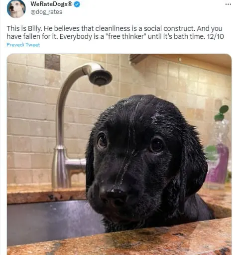 wet dog in a sink